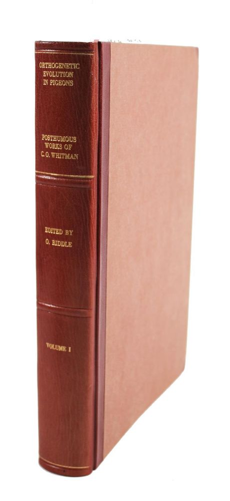 Große Abbildung Nr.4: 143-1928 Whithman,Ch.O.: (Zoologie, Vögel, Tauben)