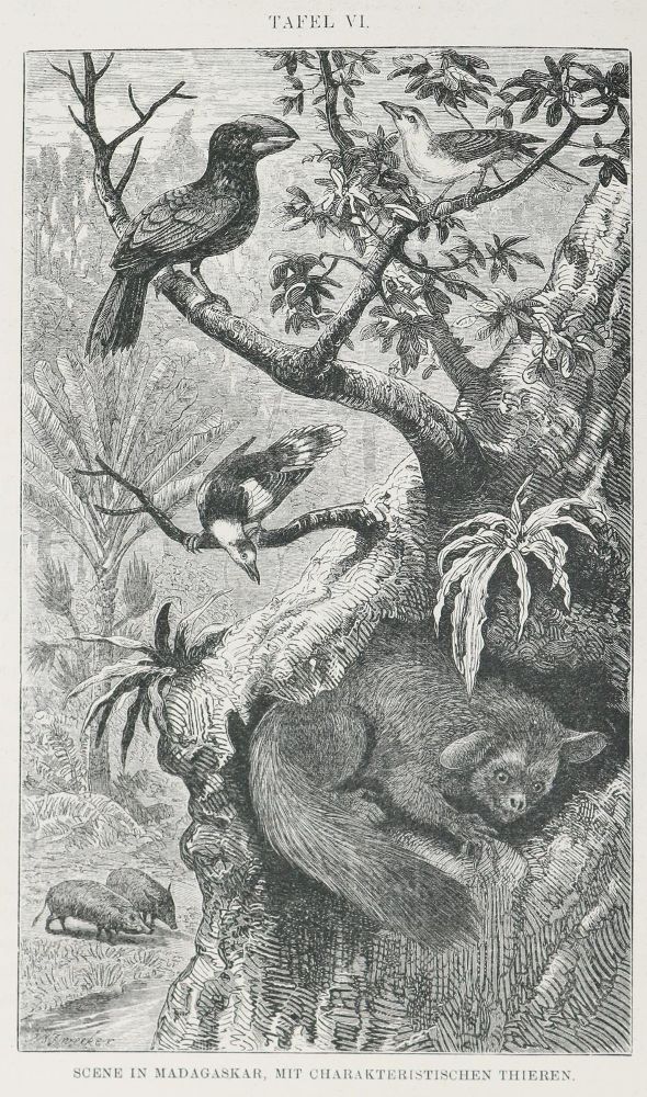 Große Abbildung Nr.1: 143-1930 Wallace,A.R.: (Zoologie)