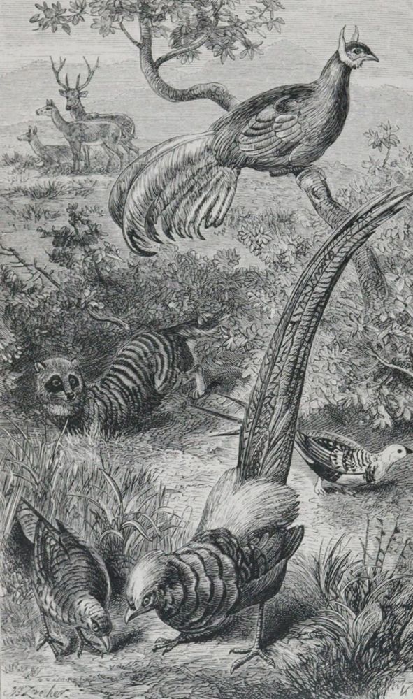 Große Abbildung Nr.1: 143-1931 Wallace,A.R.: (Zoologie)