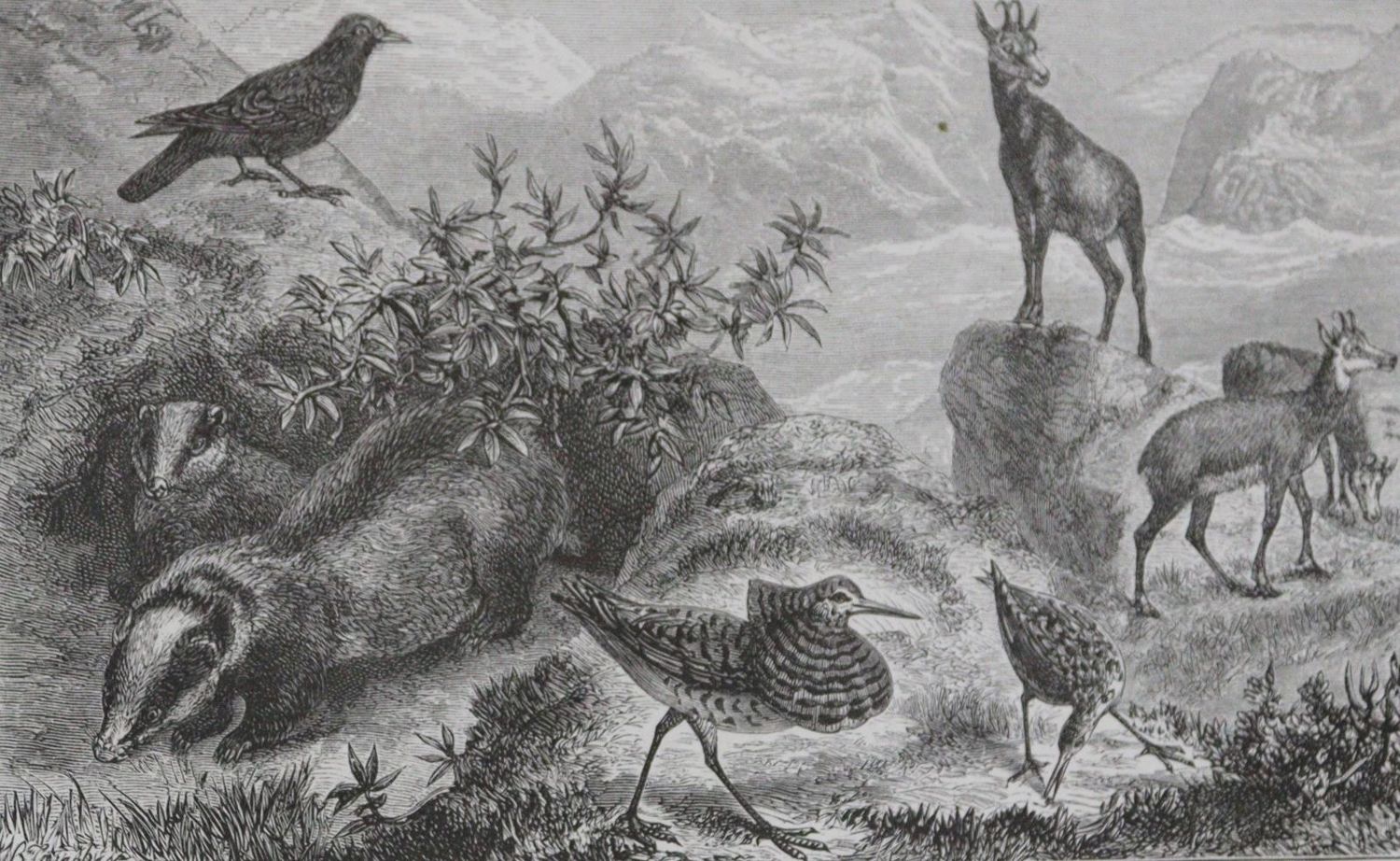 Große Abbildung Nr.2: 143-1931 Wallace,A.R.: (Zoologie)