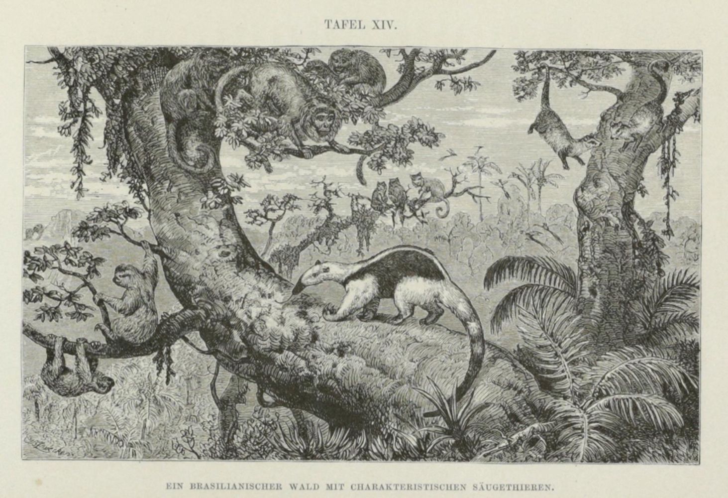 Große Abbildung Nr.5: 143-1931 Wallace,A.R.: (Zoologie)