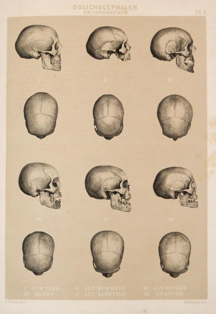 Große Abbildung Nr.3: 143-1938 Retzius,A.: (Verschiedene Gebiete - Varia, Anthropologie)