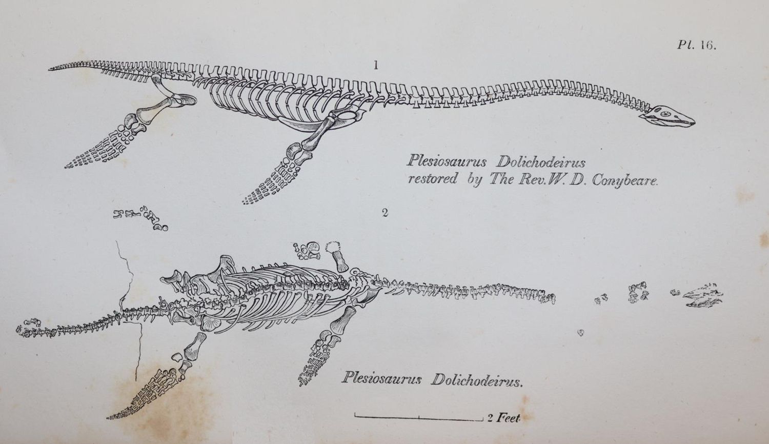 Große Abbildung Nr.3: 143-1982 Buckland,W.: (Verschiedene Gebiete - Varia, Geologie - Mineralogie u. Paläontologie)