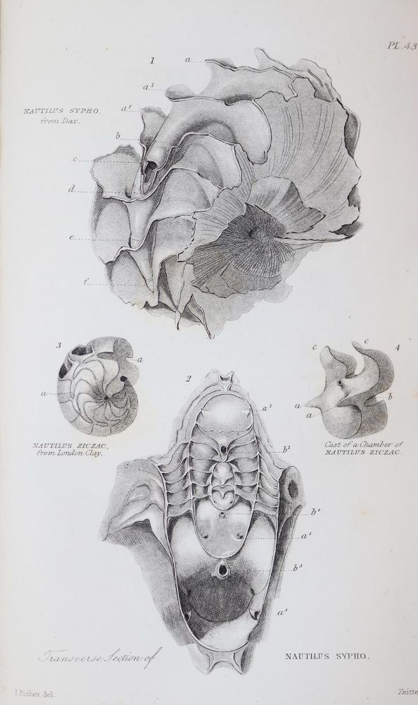 Große Abbildung Nr.4: 143-1982 Buckland,W.: (Verschiedene Gebiete - Varia, Geologie - Mineralogie u. Paläontologie)