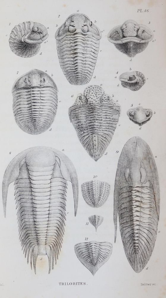 Große Abbildung Nr.5: 143-1982 Buckland,W.: (Verschiedene Gebiete - Varia, Geologie - Mineralogie u. Paläontologie)