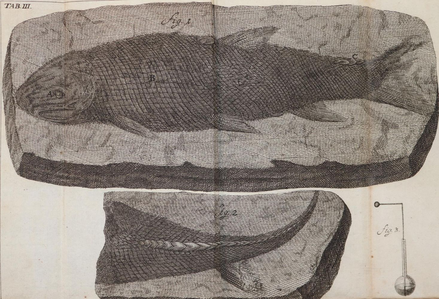 Große Abbildung Nr.3: 143-1990 Krüger,J.G.: (Verschiedene Gebiete - Varia, Geologie - Mineralogie u. Paläontologie)