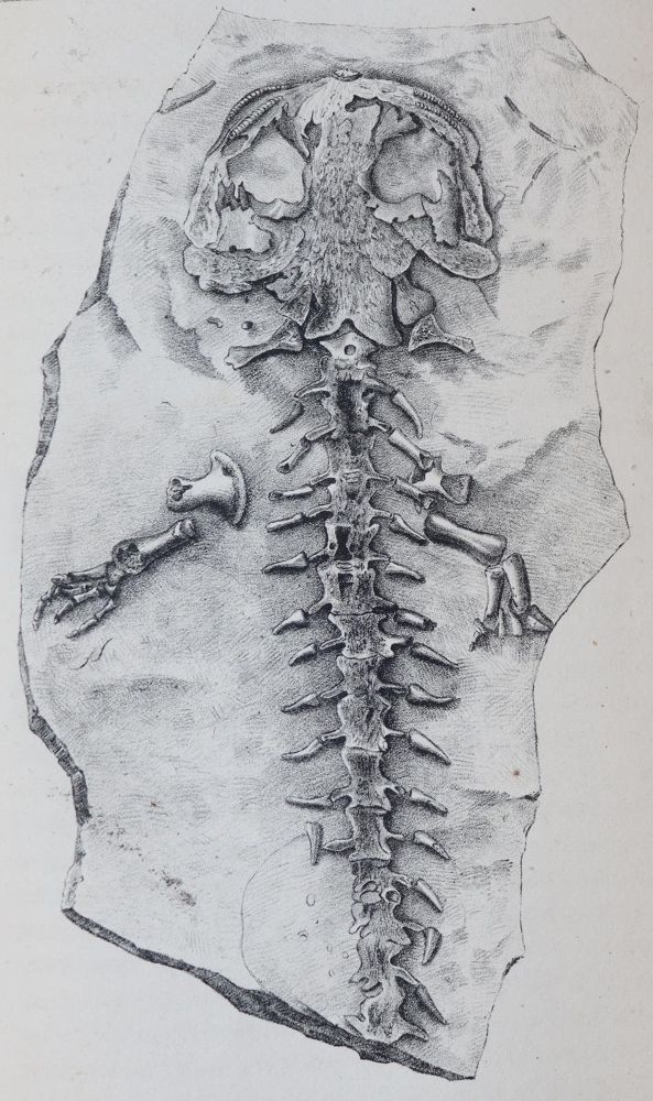 Große Abbildung Nr.5: 143-1991 Leonhard,K.C.v.: (Verschiedene Gebiete - Varia, Geologie - Mineralogie u. Paläontologie)