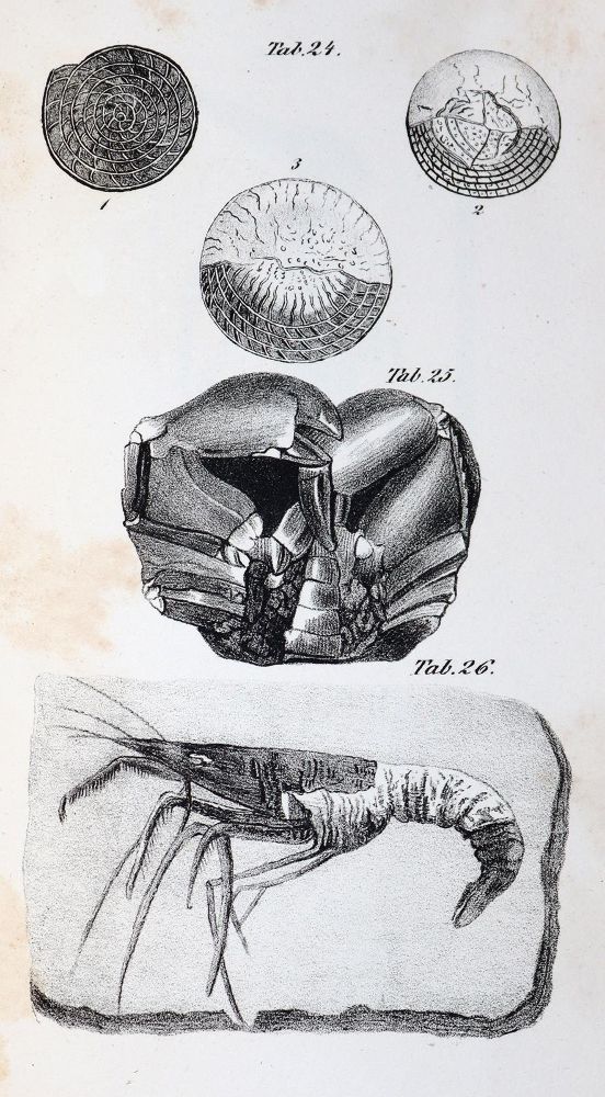 Große Abbildung Nr.5: 143-1993 Mantell,G.: (Verschiedene Gebiete - Varia, Geologie - Mineralogie u. Paläontologie)