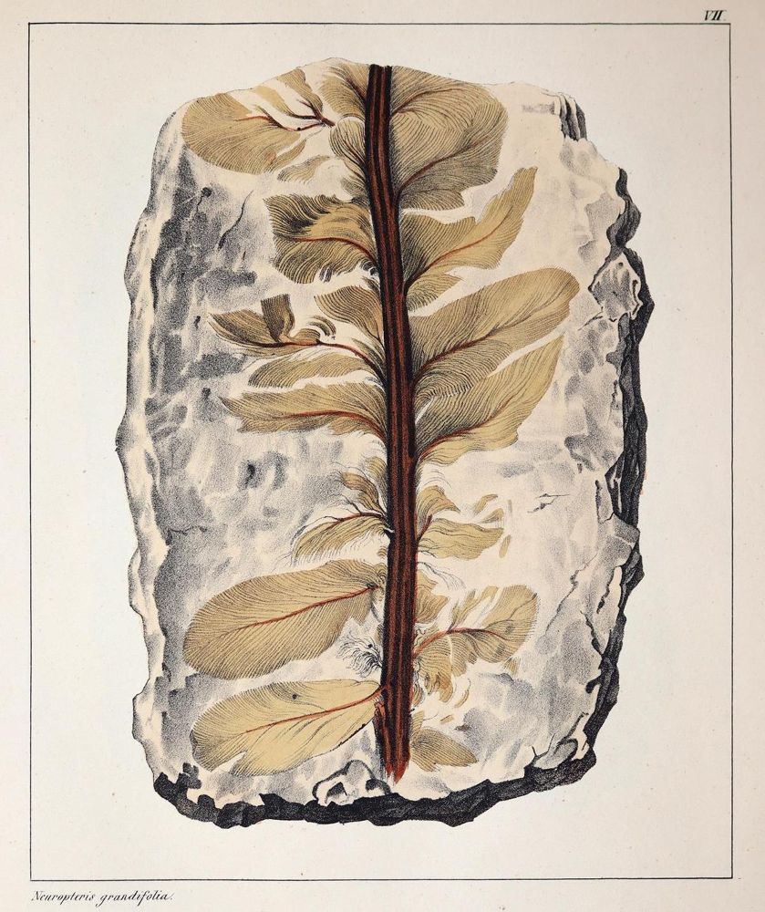 Große Abbildung Nr.3: 143-2002 Schmidt,F.A.: (Verschiedene Gebiete - Varia, Geologie - Mineralogie u. Paläontologie)