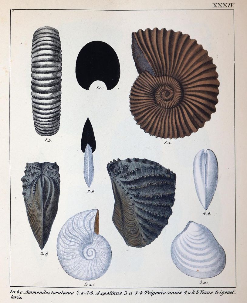 Große Abbildung Nr.4: 143-2002 Schmidt,F.A.: (Verschiedene Gebiete - Varia, Geologie - Mineralogie u. Paläontologie)
