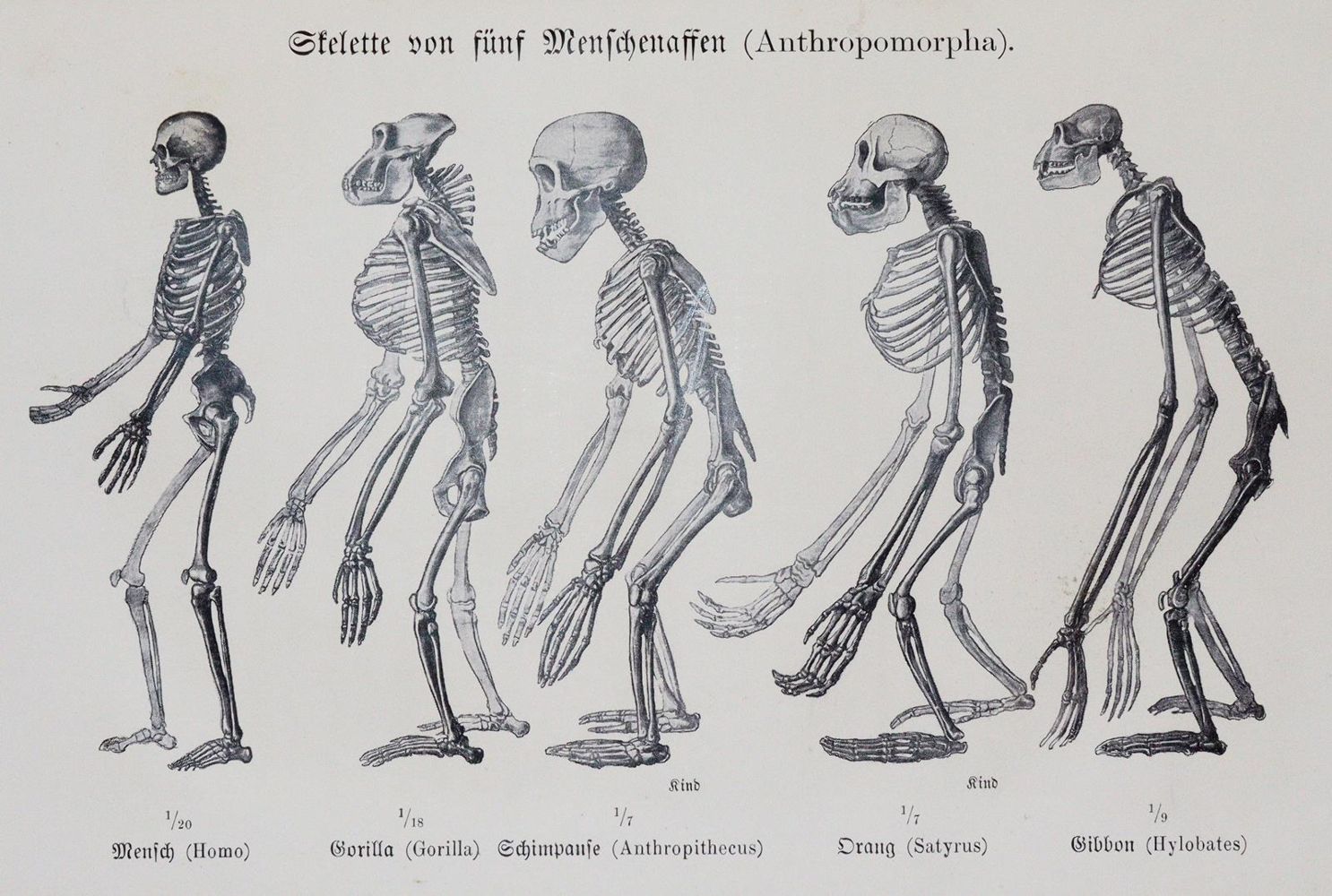 Große Abbildung Nr.3: 143-2008 Haeckel,E.: (Verschiedene Gebiete - Varia)