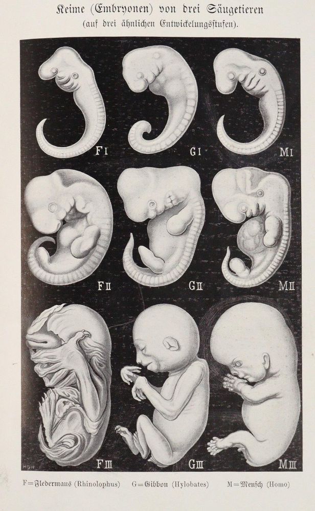 Große Abbildung Nr.4: 143-2008 Haeckel,E.: (Verschiedene Gebiete - Varia)