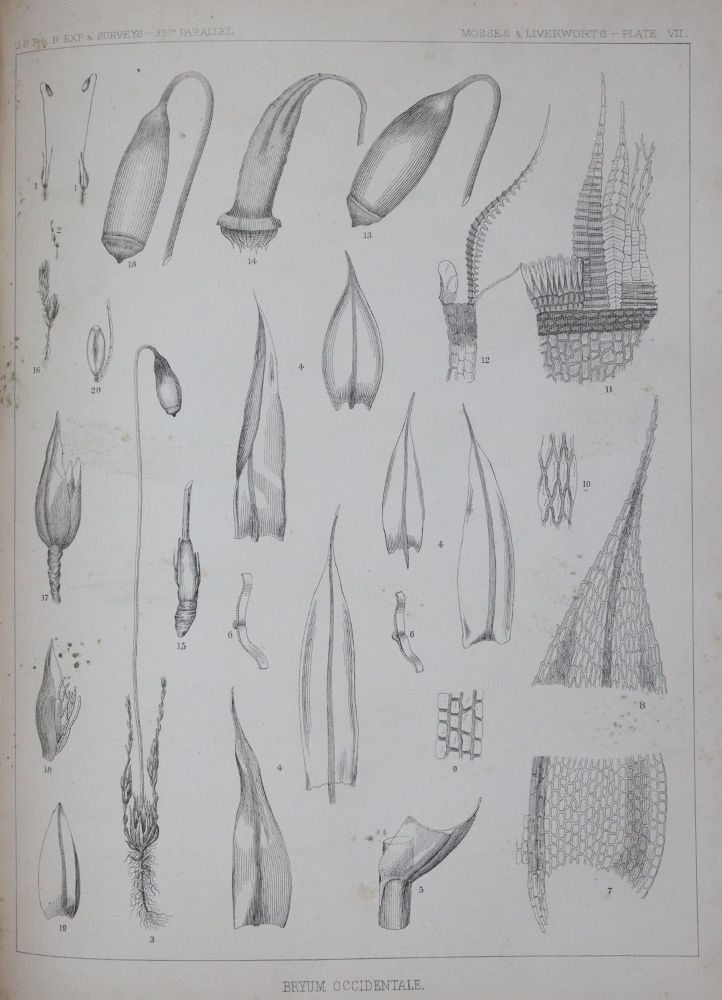 Große Abbildung Nr.3: 143-2095 Reports: (Amerika)