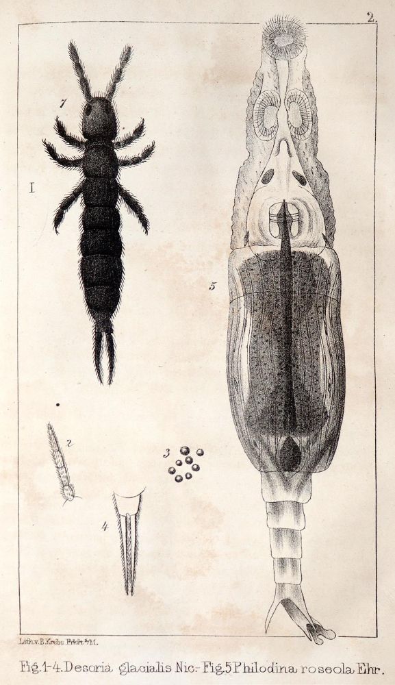 Große Abbildung Nr.3: 143-2393 Desor,E.: (Verschiedene Länder - Geschichte, Alpen und Alpinismus)