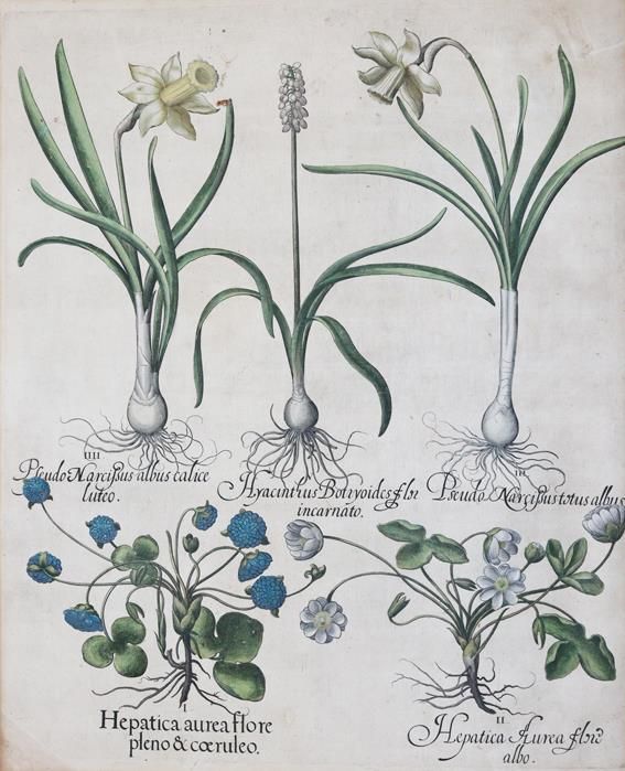 Große Abbildung Nr.1: 143-2999 Besler, Basilius: (Varia, Botanik)