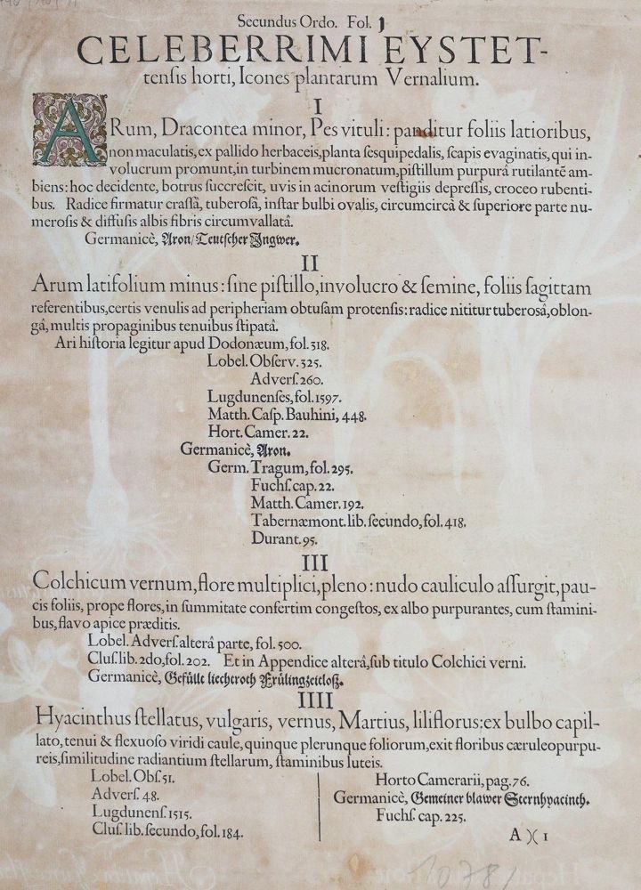Große Abbildung Nr.2: 143-2999 Besler, Basilius: (Varia, Botanik)
