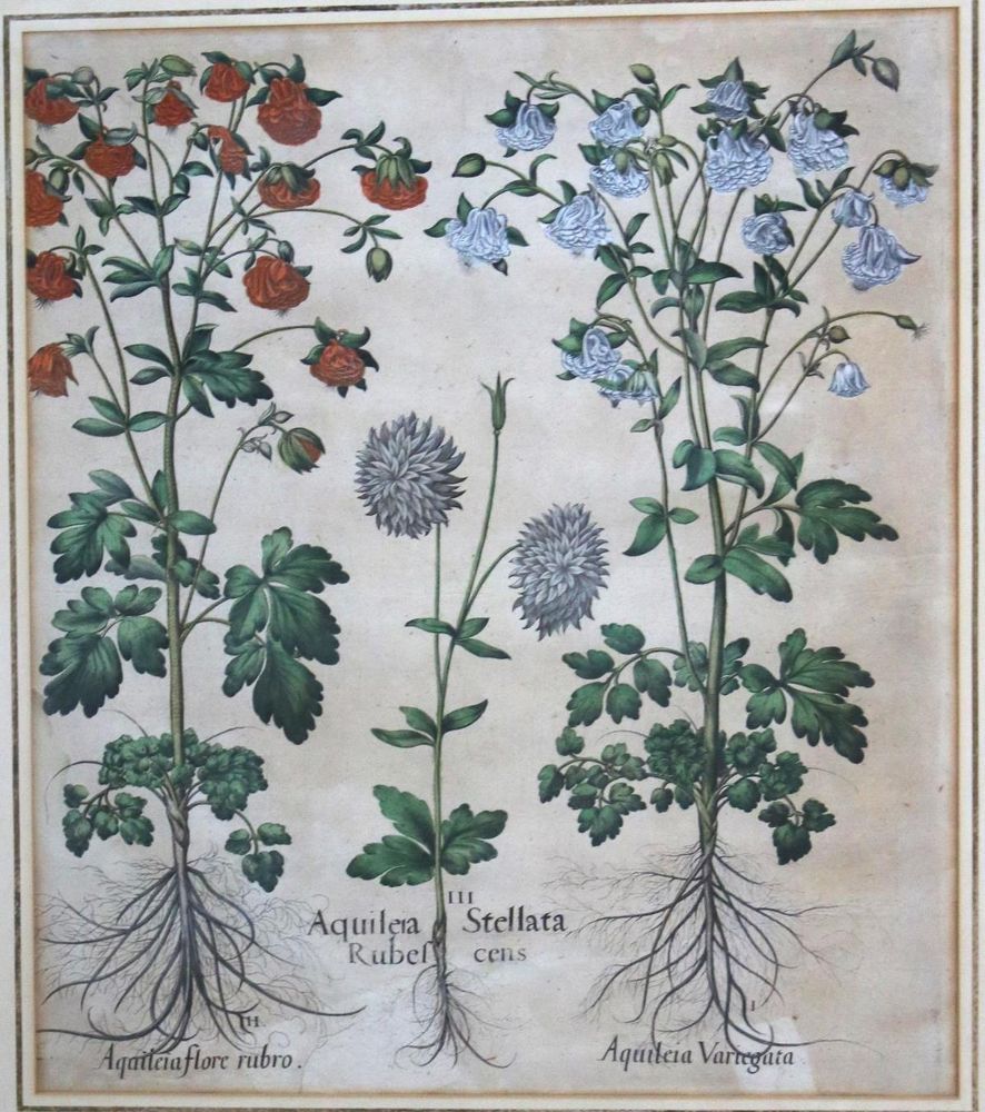 Große Abbildung Nr.2: 143-3000 Besler, Basilius: (Varia, Botanik)