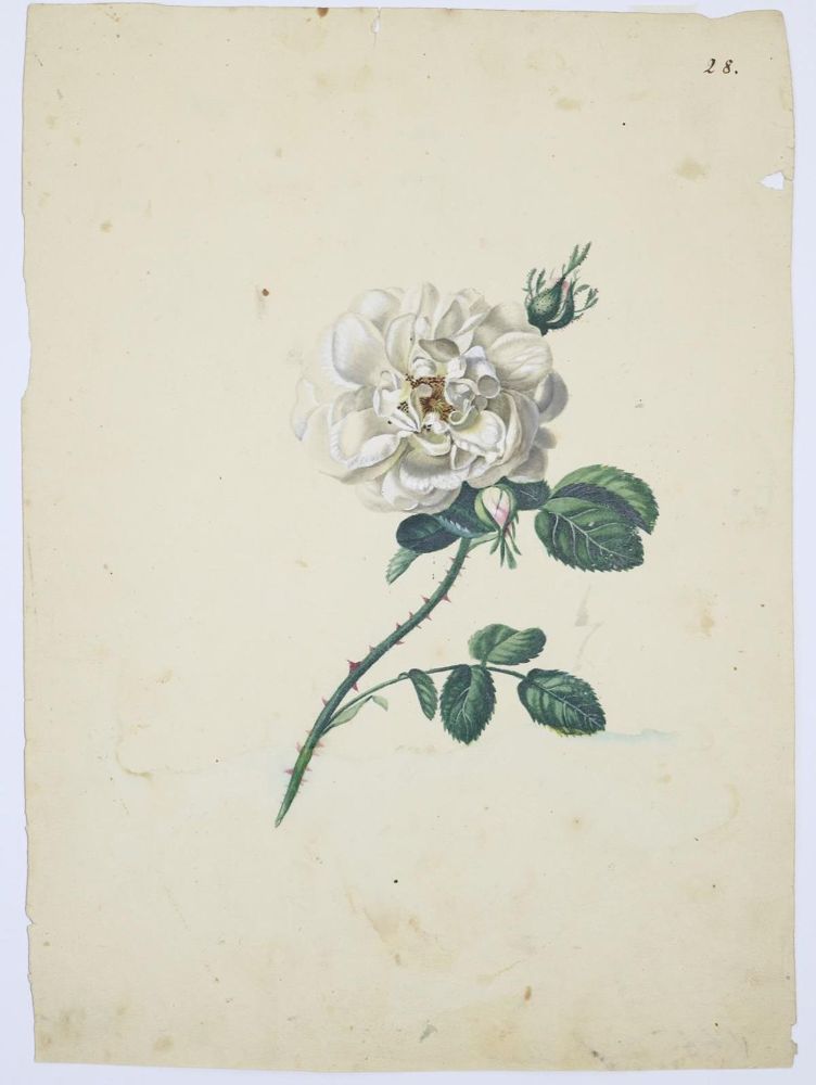 Große Abbildung Nr.3: 143-3002 Blaschek,Franz.: (Varia, Botanik)