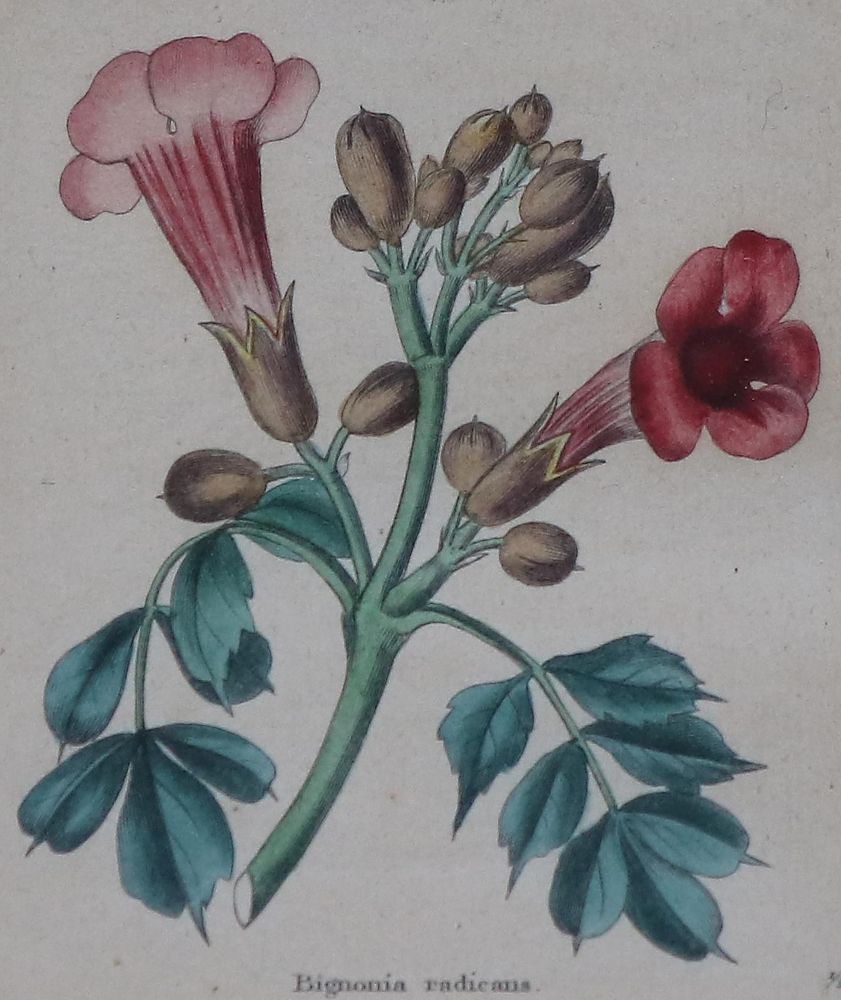 Große Abbildung Nr.2: 143-3003 Blumen.: (Varia, Botanik)