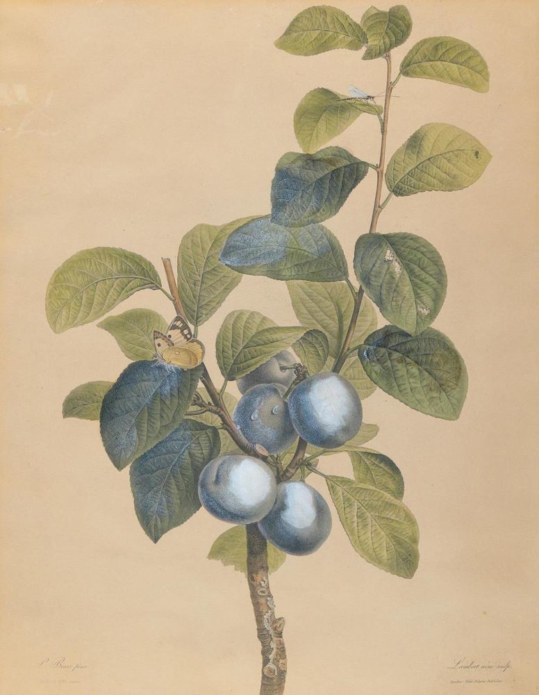 Große Abbildung Nr.2: 143-3006 Früchte.: (Varia, Botanik)