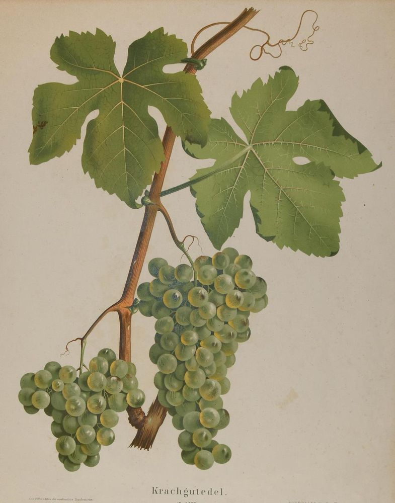 Große Abbildung Nr.4: 143-3006 Früchte.: (Varia, Botanik)