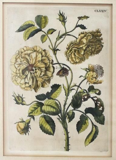 Große Abbildung Nr.1: 143-3008 Merian, Maria Sibylla: (Varia, Botanik)