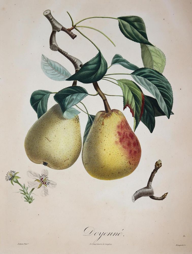 Große Abbildung Nr.1: 143-3010 Pomologie.: (Varia, Botanik)