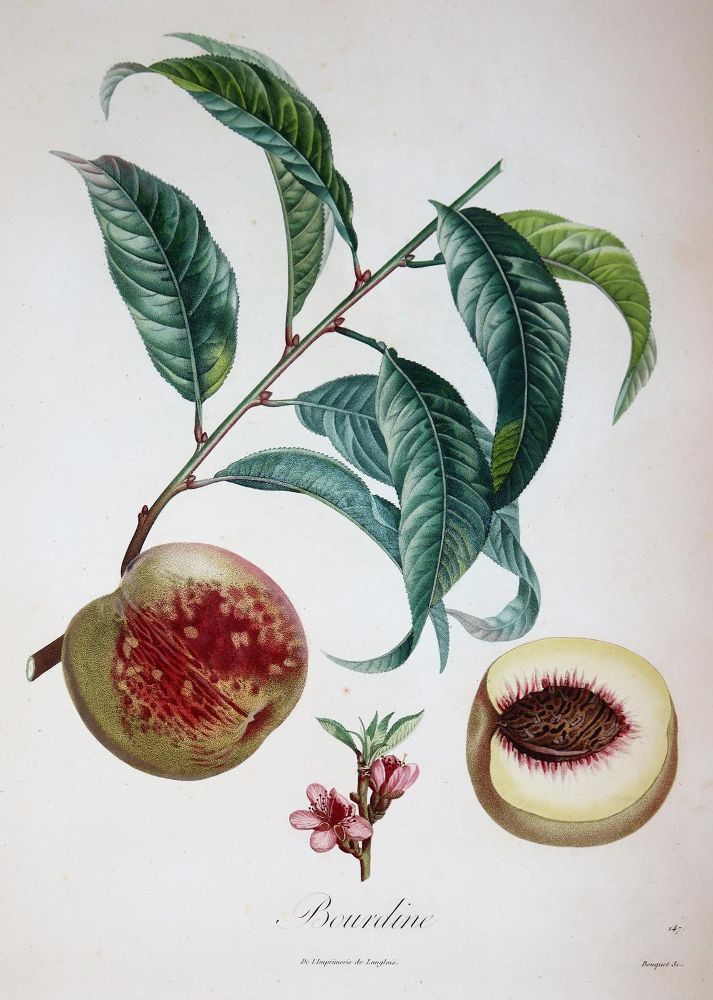 Große Abbildung Nr.3: 143-3010 Pomologie.: (Varia, Botanik)
