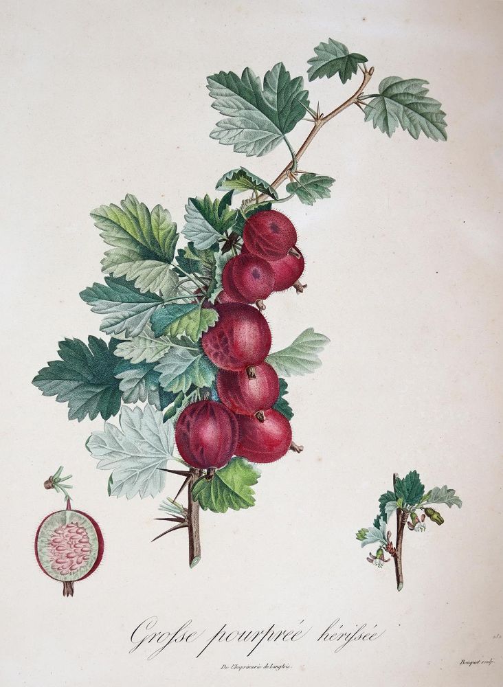 Große Abbildung Nr.4: 143-3010 Pomologie.: (Varia, Botanik)