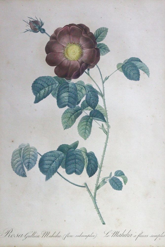 Große Abbildung Nr.1: 143-3011 Redouté, Pierre-Joseph: (Varia, Botanik)