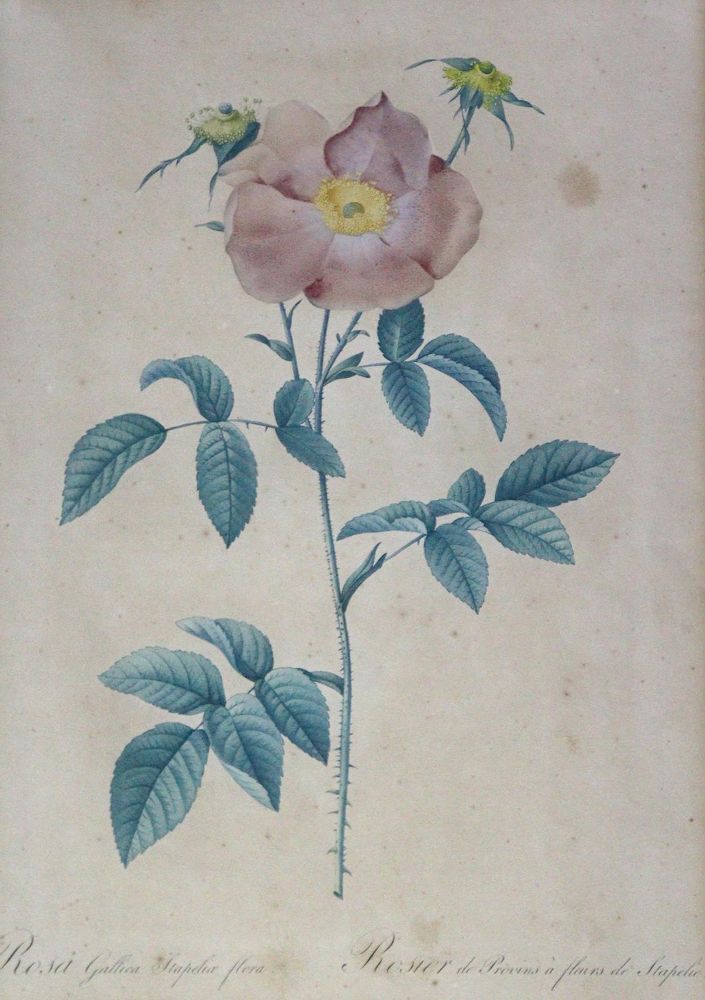 Große Abbildung Nr.2: 143-3011 Redouté, Pierre-Joseph: (Varia, Botanik)