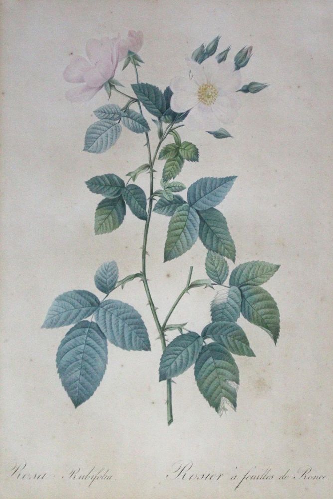 Große Abbildung Nr.3: 143-3011 Redouté, Pierre-Joseph: (Varia, Botanik)