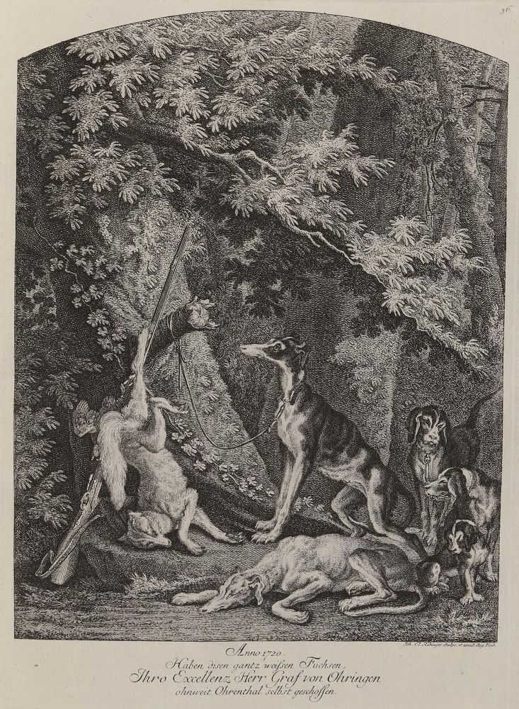 Große Abbildung Nr.1: 143-3030 Ridinger,E.J.: (Varia, Jagd, Füchse)
