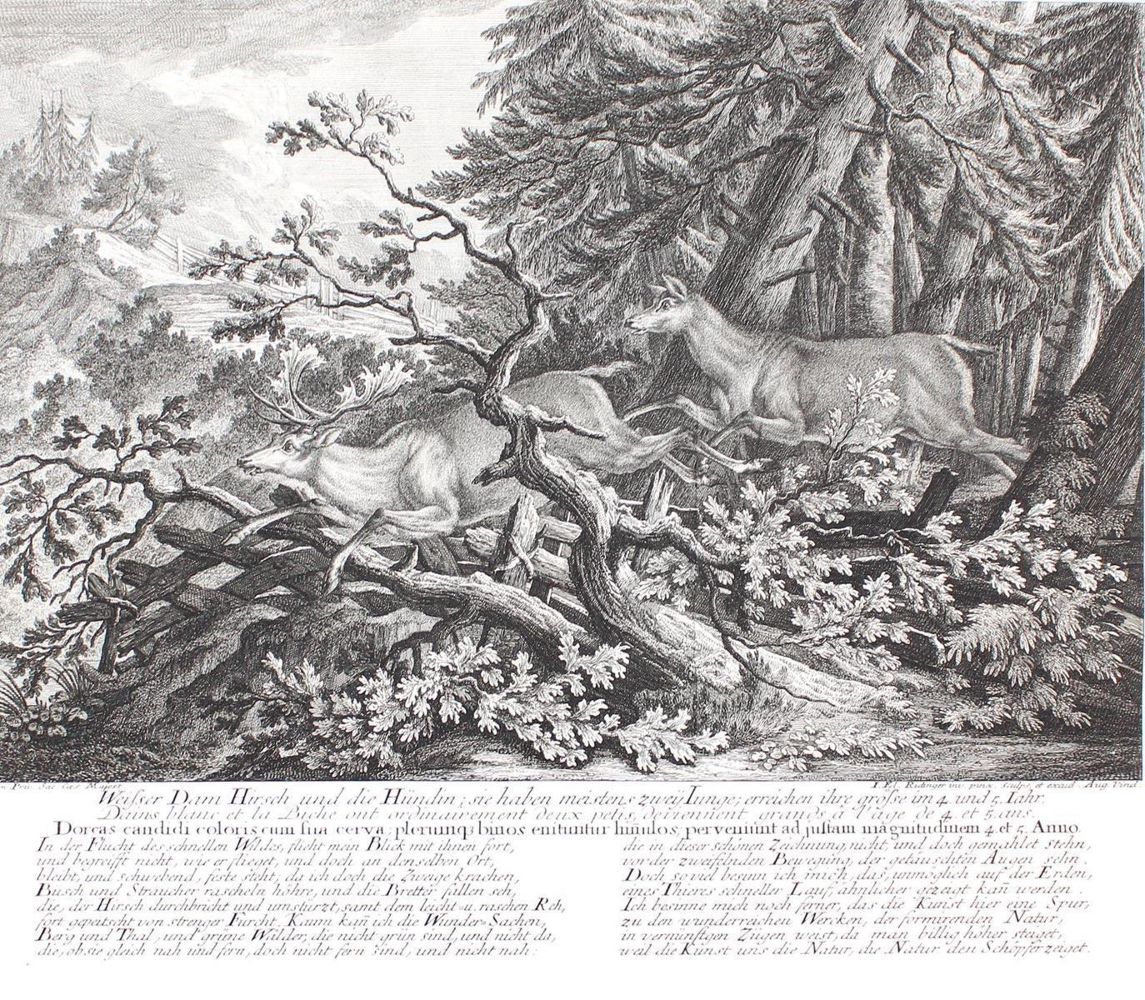 Große Abbildung Nr.1: 143-3037 Rotwild.: (Varia, Jagd, Ridinger)