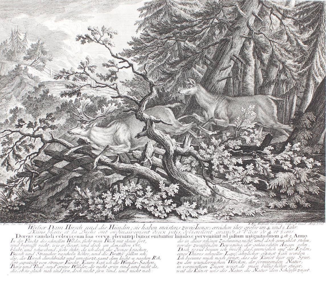Große Abbildung Nr.3: 143-3038 Wolfsjagd.: (Varia, Jagd, Ridinger)