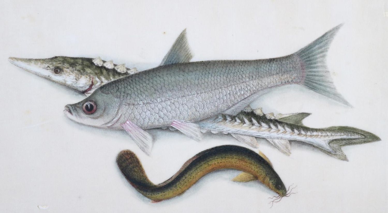 Große Abbildung Nr.1: 143-3105 Fische.: (Varia, Zoologie, Fische)