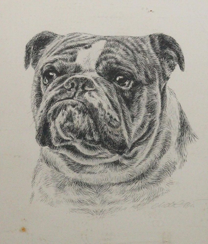 Große Abbildung Nr.21: 143-3106 Mops und Bulldogge.: (Varia, Zoologie, Hunde)