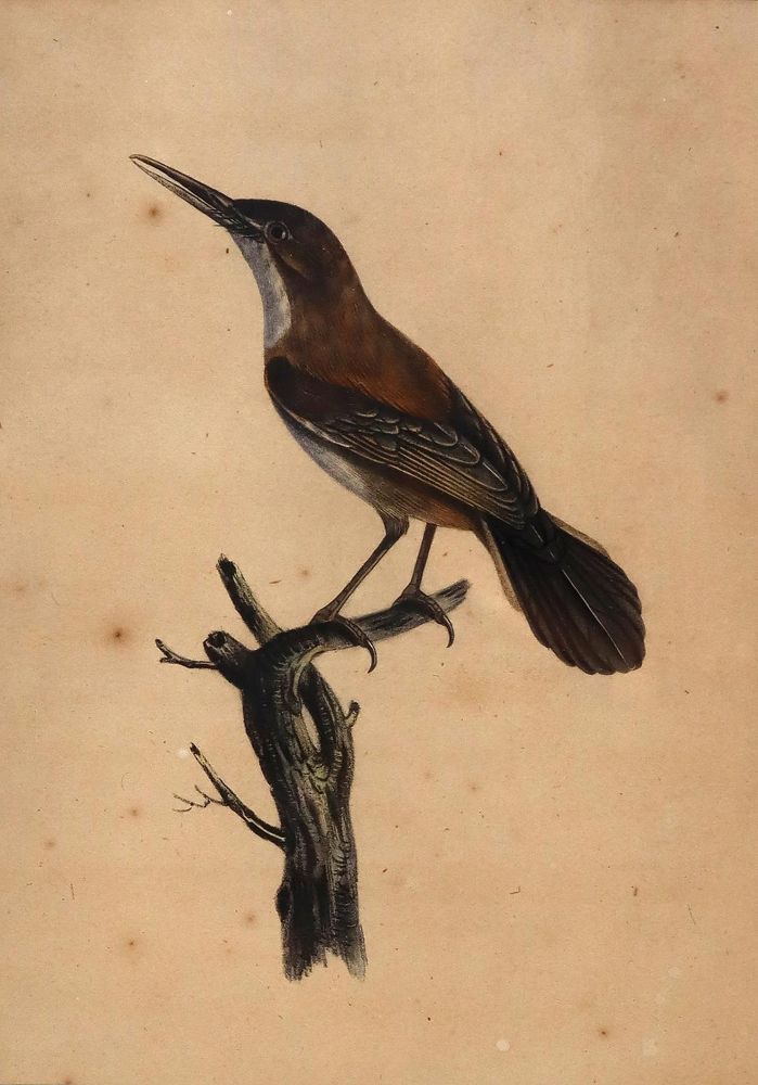 Große Abbildung Nr.1: 143-3107 Konvolut.: (Varia, Zoologie)
