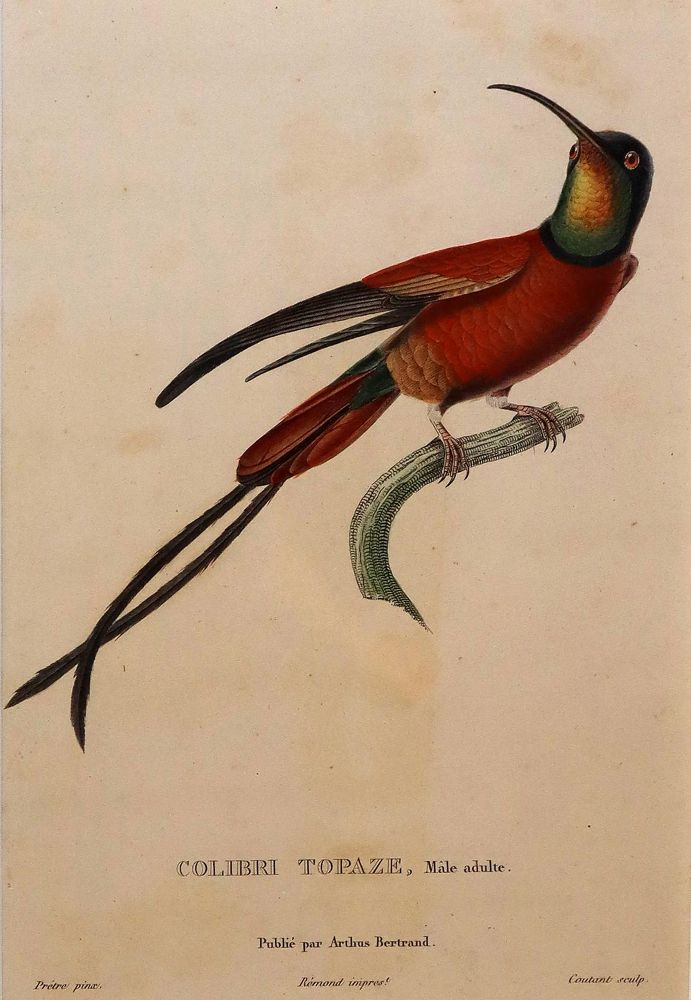Große Abbildung Nr.2: 143-3107 Konvolut.: (Varia, Zoologie)