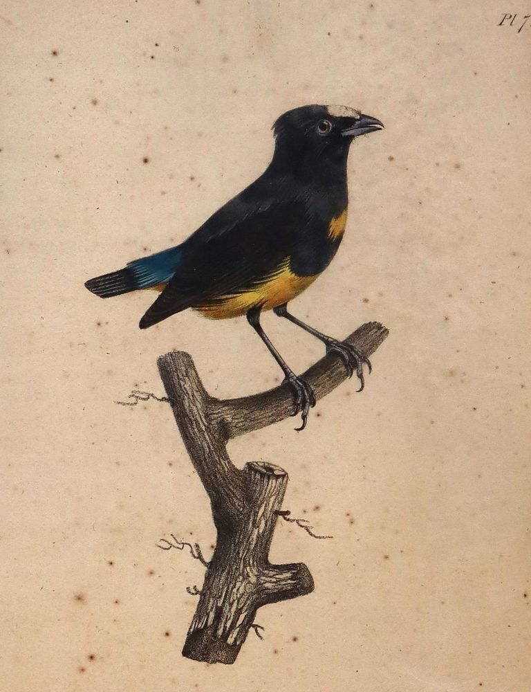 Große Abbildung Nr.4: 143-3107 Konvolut.: (Varia, Zoologie)