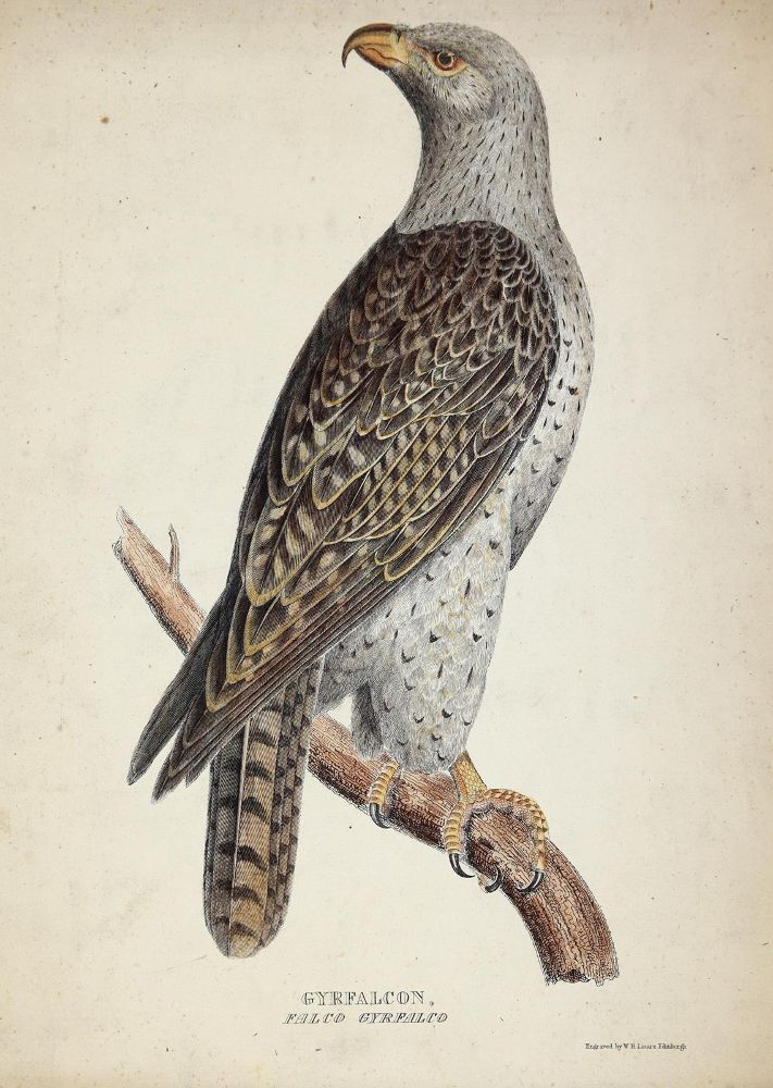 Große Abbildung Nr.6: 143-3107 Konvolut.: (Varia, Zoologie)