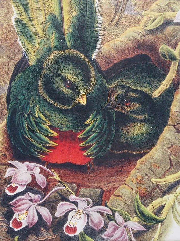 Große Abbildung Nr.1: 143-3112 Konvolut: (Varia, Zoologie, Vögel)