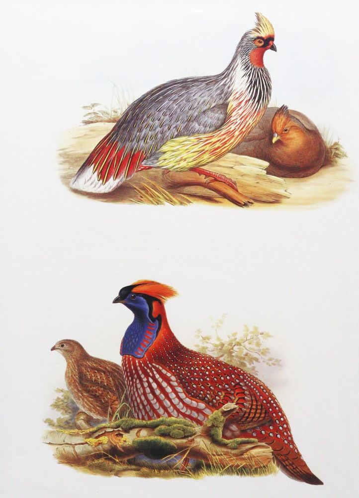 Große Abbildung Nr.2: 143-3112 Konvolut: (Varia, Zoologie, Vögel)