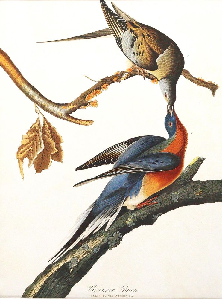Große Abbildung Nr.3: 143-3112 Konvolut: (Varia, Zoologie, Vögel)