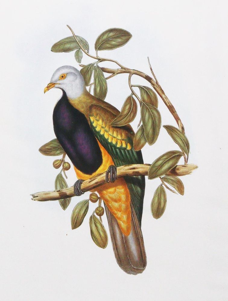 Große Abbildung Nr.4: 143-3112 Konvolut: (Varia, Zoologie, Vögel)