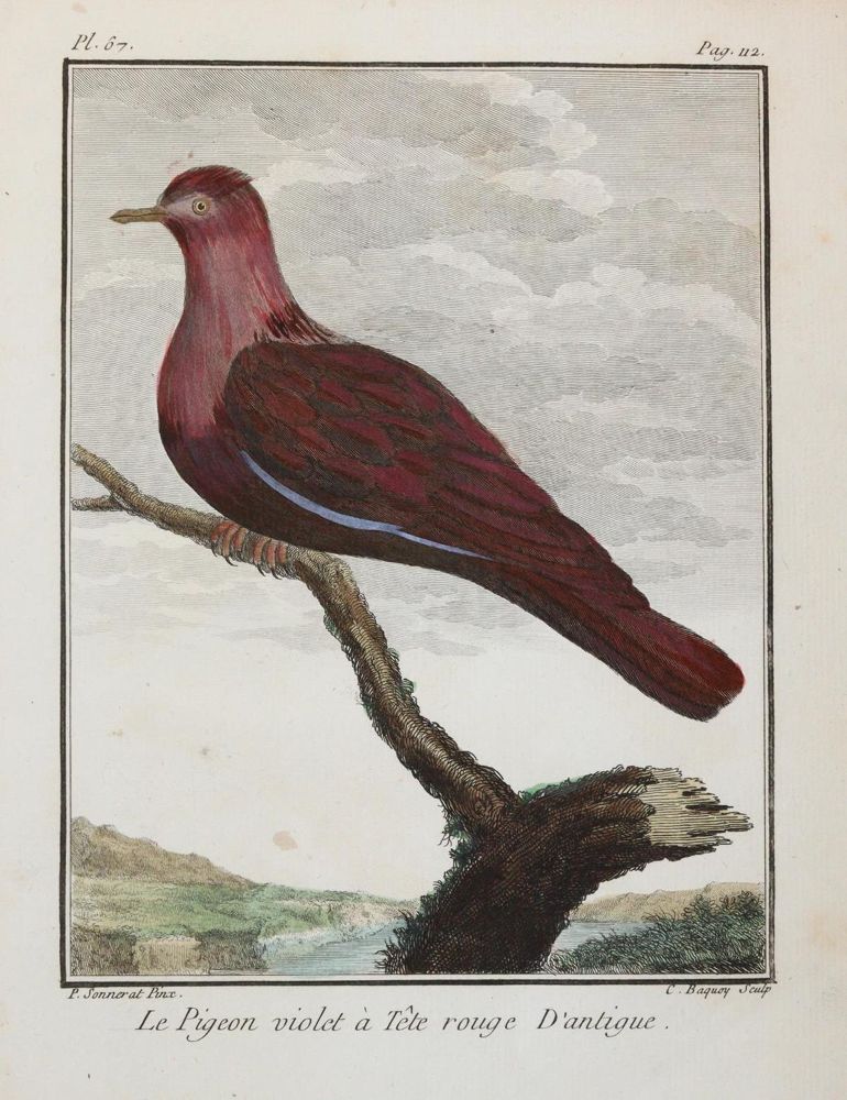 Große Abbildung Nr.6: 143-3112 Konvolut: (Varia, Zoologie, Vögel)