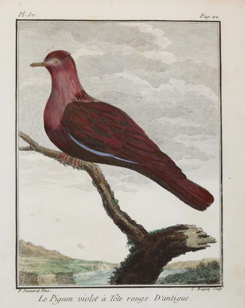 Große Abbildung Nr.7: 143-3112 Konvolut: (Varia, Zoologie, Vögel)