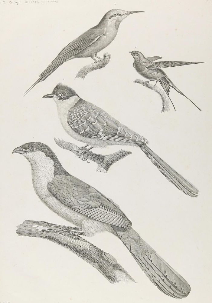 Große Abbildung Nr.1: 143-3113 Redoute: (Varia, Zoologie, Vögel)