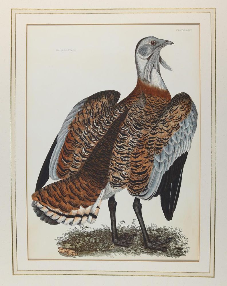 Große Abbildung Nr.1: 143-3114 Selby,P.J.: (Varia, Zoologie, Vögel)