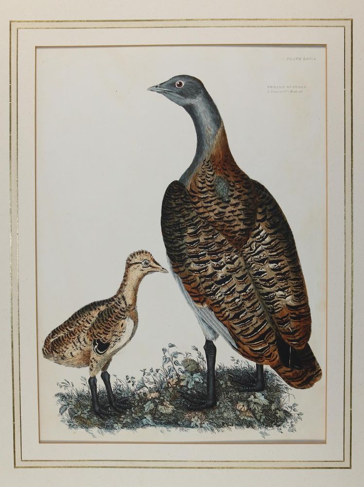 Große Abbildung Nr.2: 143-3114 Selby,P.J.: (Varia, Zoologie, Vögel)